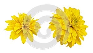 Set of yellow dissected rudbeckia flowers