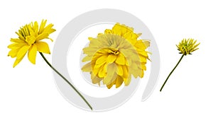 Set of yellow dissected rudbeckia flowers