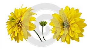 Set of yellow dissected rudbeckia flowers and bud isolated