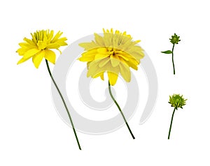 Set of yellow dissected rudbeckia flowers and buds isolated