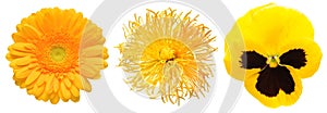 Set of yellow flowers isolated on a white