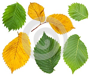 Set from yellow and green leaves of elm tree