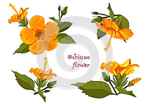 Set of yellow hibiscus flowers in realistic hand-drawn style isolated on white background