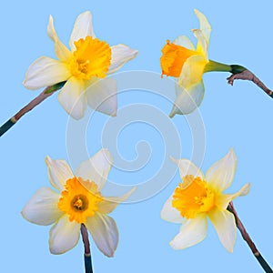 Set of Yellow jonquil flower.