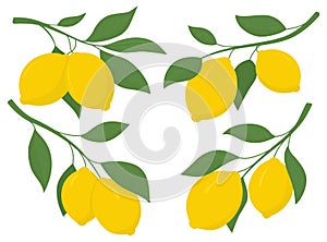 Set yellow lemons on a branch. Lemon is a sour fruit high in vitamin C. Vector illustration