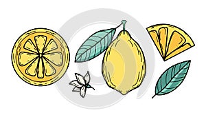 Vector set with yellow lemon and green leaves for summer design. Collection of juicy solar decorative elements. Fresh