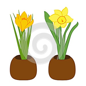 Set of yellow narcissus and yellow crocus flower in pots. Flat illustration isolated on white background. Vector illustration