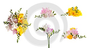 Set of yellow and pink freesia flowers on background