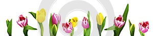 Set of yellow and pink tulip flowers solated on white background