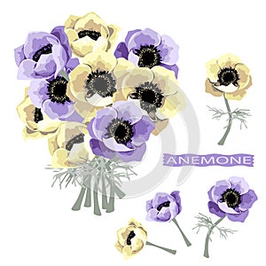 Set of yellow purple anemone flower and bouquet. Botanical style illustration.