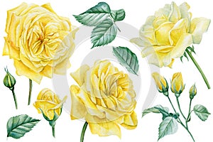 Set of yellow roses, flowers, leaves and branches on an isolated white background, watercolor botanical illustration