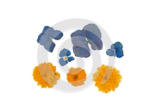 Set of yellow Sakura inflorescences and blue dried blue hydrangea flowers on a white background. Pressed floristry