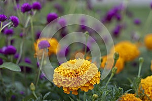 set of yellow tagets flowers with lilac flowers in an urbanized area in a garden. photo