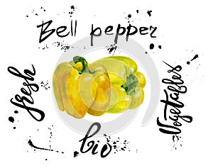 Set of yellow vector bell pepper. Hand drawn watercolor painting on white background, Organic food illustration