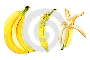 Set of yellow watercolor bananas. Bright illustration isolated on white. Hand painted fruits