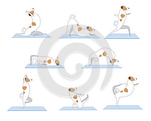 Set of yoga asanas in character demonstration jack russell terrier, flat or outline stock vector illustration with dog isolated on