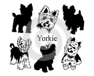 Set of yorkies. Collection of pedigree dogs. Black white illustration of a york dog. Vector drawing of a pet. Tattoo.