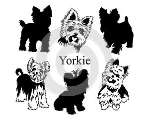 Set of yorkies. Collection of pedigree dogs. Black white illustration of a york dog. Vector drawing of a pet. Tattoo. photo