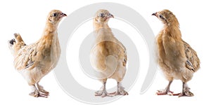 Set of young bantam chicken, yellow bird isolated on white in different angles