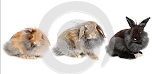 Set of young lionhead bunny rabbit, isolated