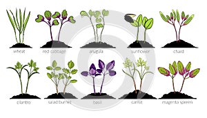 set Young microgreen