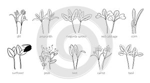 set Young microgreen photo