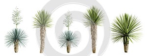 Set of yucca rostrata plant isolated on white background. 3D render.