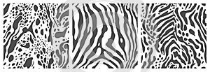 Set of zebra skin pattern, seamless textures for design and print.