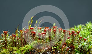 Seta and red sporophytes moss photo