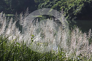 Setaceum pennisetum or gramineae grass