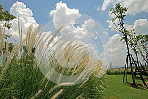 Setaceum pennisetum grass