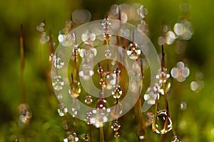 Setae and capsules of moss with water droplets