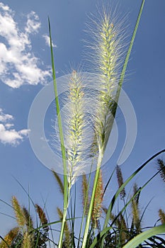 Setaria photo