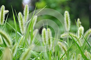 Setaria