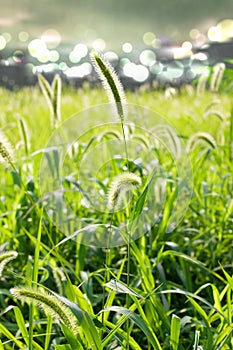 Setaria