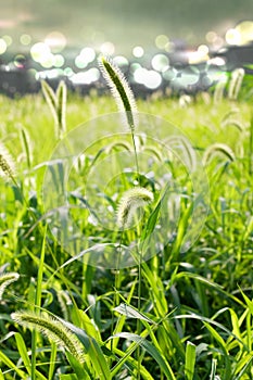 Setaria photo