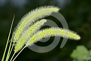 Setaria