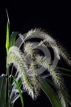 Setaria photo