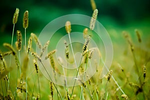 Setaria in Autumn