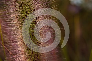 Setaria closeup with copy space, flower macro photography