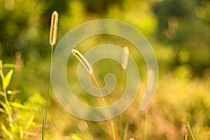 Setaria geniculata Lank P. Grass flowers warm soft sunshine.