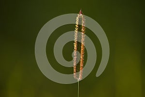 Setaria; green bristle grass photo