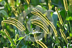 Setaria grows in the field