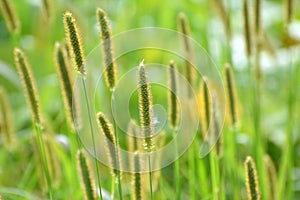 Setaria grows in the field