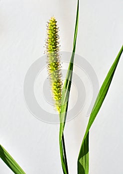 Setaria grows in the field