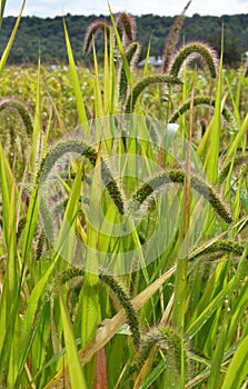 Setaria grows in the field