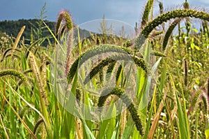 Setaria grows in the field