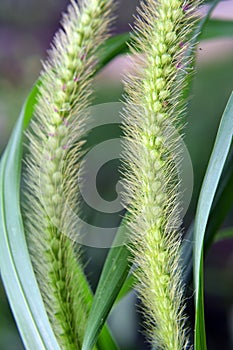 Setaria grows in the field