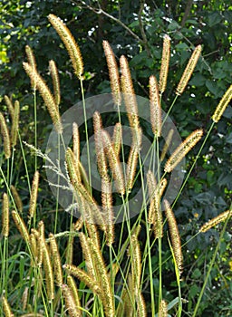 Setaria grows in the field