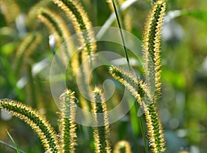 Setaria grows in the field